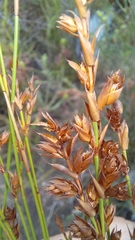 Platycaulos callistachyus