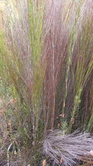 Platycaulos callistachyus