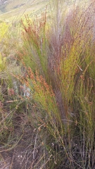 Platycaulos callistachyus