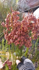 Staberoha distachyos