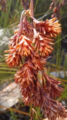 Staberoha distachyos