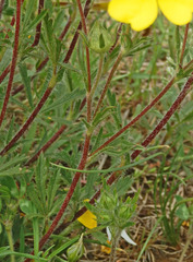 Potentilla hirta