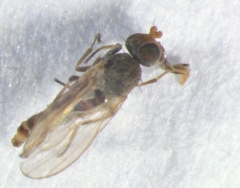 Ephydra flavipes