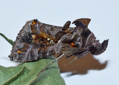 Plusiopalpa dichora
