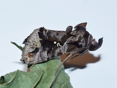 Plusiopalpa dichora