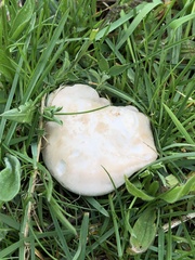 Calocybe gambosa