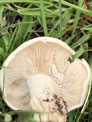 Calocybe gambosa