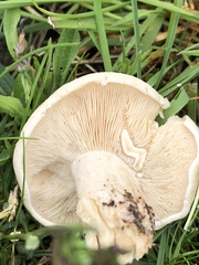 Calocybe gambosa