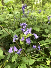 Hyacinthoides