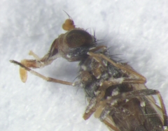 Ephydra flavipes