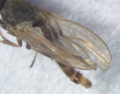 Ephydra flavipes