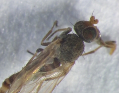 Ephydra flavipes