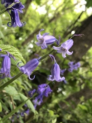 Hyacinthoides