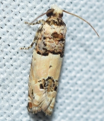 Epinotia thapsiana