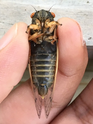 Cassin's 17-year Cicada