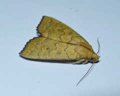 Anomis luperca