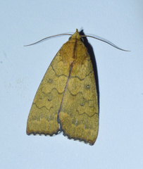 Anomis luperca