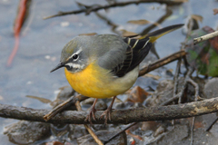 Grey Wagtail photo 6