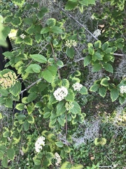Viburnum scabrellum