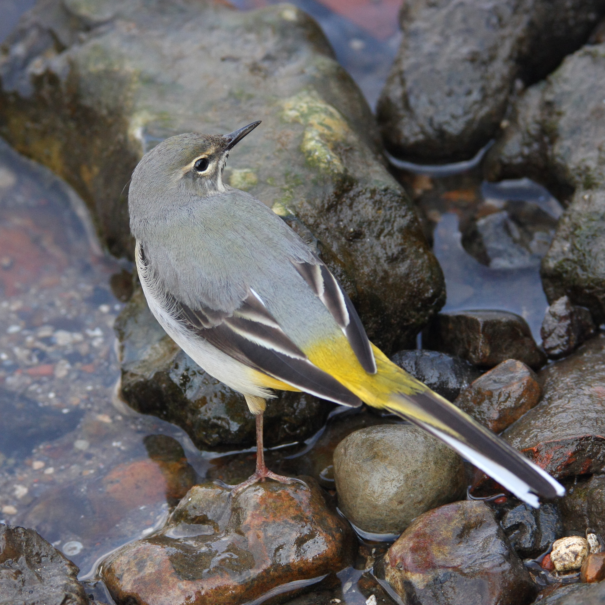 Natural Yellow Feathers of the Italian Wagtail, Yellow Feathers