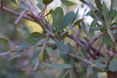 Sideroxylon obtusifolium