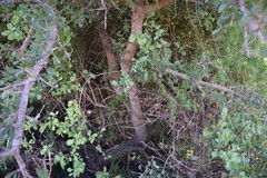 Sideroxylon obtusifolium