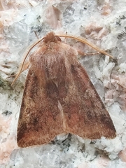 Cerastis leucographa