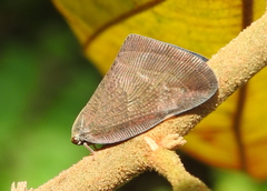 Pochazia