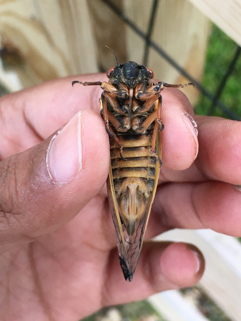 Pharaoh Cicada from Burnt Mountain Path, Columbia, MD, US on May 20 ...