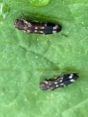 Agrilus subcinctus