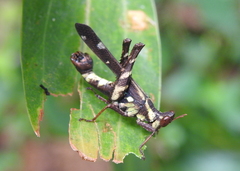 Erianthus versicolor