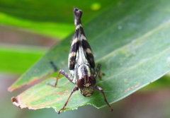 Erianthus versicolor