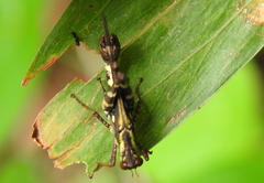 Erianthus versicolor