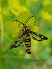Chamaesphecia tenthrediniformis