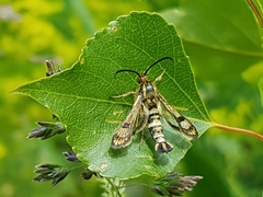 Chamaesphecia tenthrediniformis