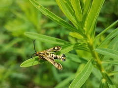 Chamaesphecia tenthrediniformis