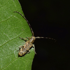 Eunidia dilacerata