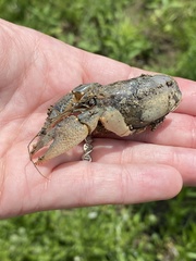 Procambarus steigmani