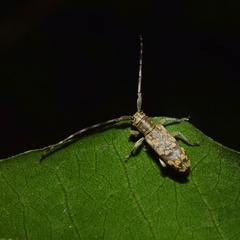 Eunidia dilacerata