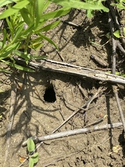 Procambarus steigmani