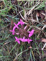 Pedicularis sylvatica