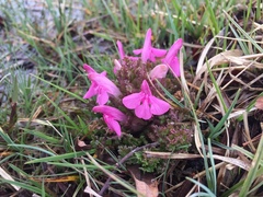 Pedicularis sylvatica