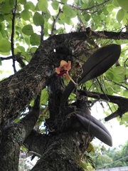 Trichocentrum lindenii