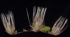Ptilotus trichocephalus