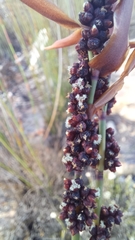 Elegia galpinii