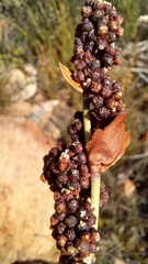 Elegia galpinii