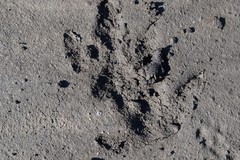 Hydrochoerus hydrochaeris