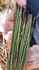 Elegia galpinii