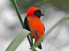 Southern Red Bishop photo 2