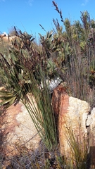 Elegia galpinii